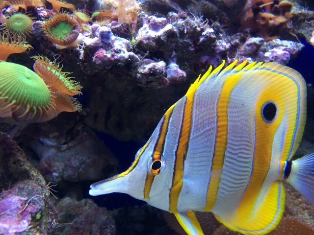 Aquarium Genua